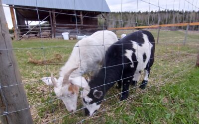 Petting Zoo – Featuring Goats!