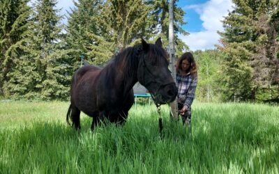 Petting Zoo – Horses are the feature of the day!