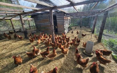 Petting Zoo – Featuring All Sorts Of Chickens!