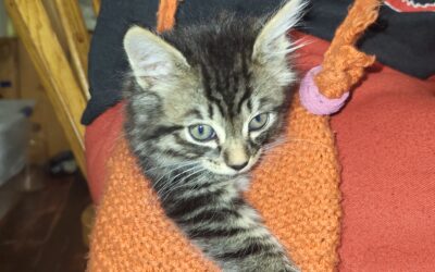 Petting Zoo – Meow!  Purrrrr!