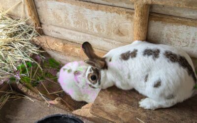 Petting Zoo – Featuring Bunnies!