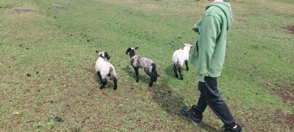 100% Grass-Fed Live Lambs — Raised Naturally on Our Farm - Image 2