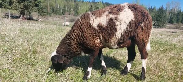 100% Grass-Fed Live Wethers — Raised Naturally on Our Farm - Image 2
