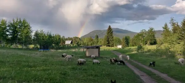 100% Grass-Fed Live Wethers — Raised Naturally on Our Farm