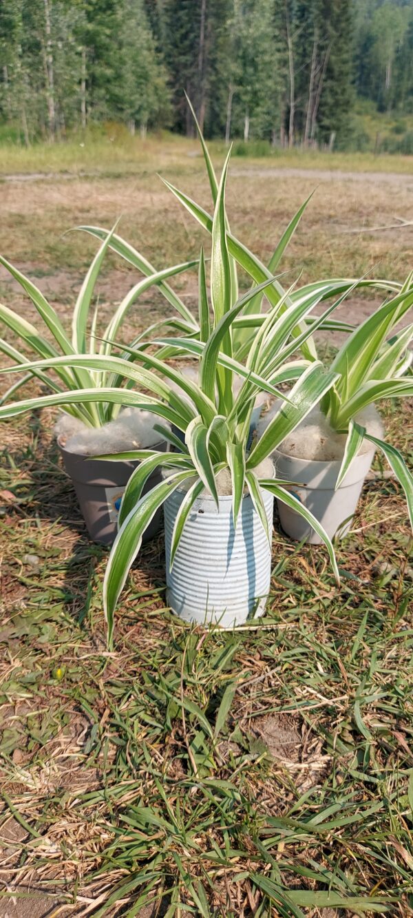 Lush & Air-Purifying Spider Plant – Easy-Care Greenery! - Image 2