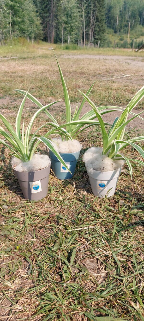 Lush & Air-Purifying Spider Plant – Easy-Care Greenery! - Image 3