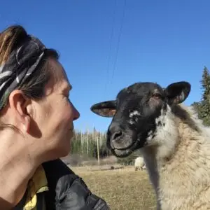 100% Grass-Fed Live Ewes — Raised Naturally on Our Farm