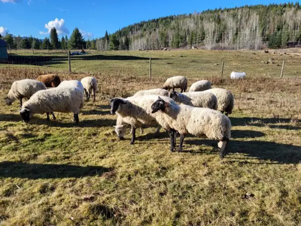 100% Grass-Fed Live Wethers — Raised Naturally on Our Farm - Image 4