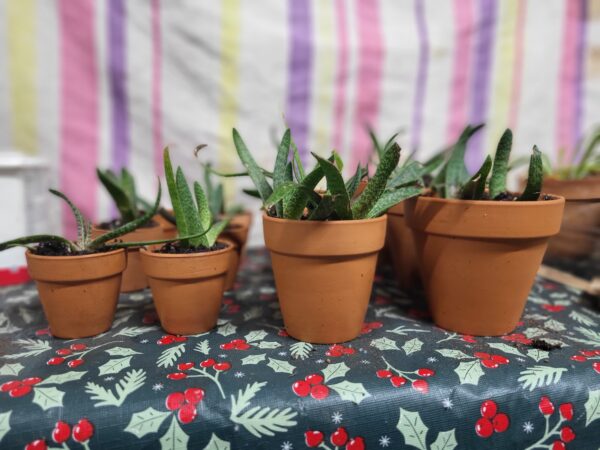 Soothing & Stylish Aloe Plant – A Natural Healer! - Image 5