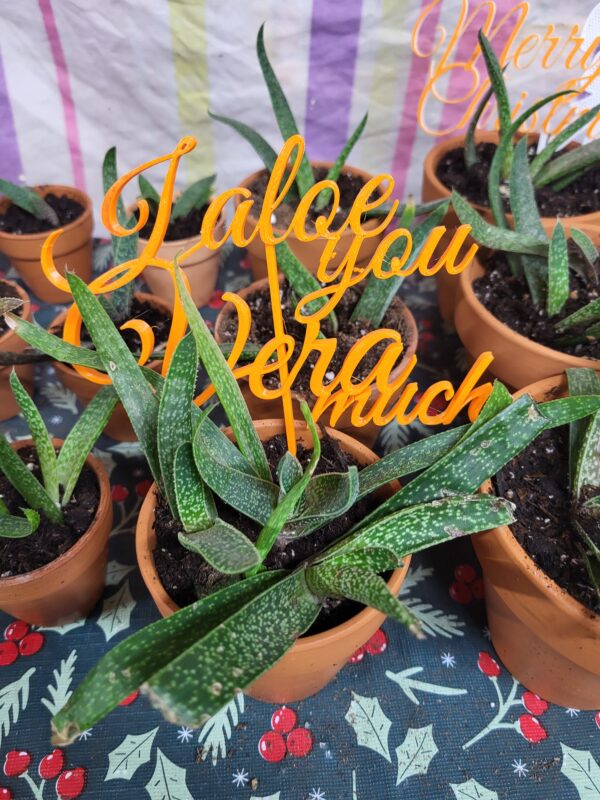 Soothing & Stylish Aloe Plant – A Natural Healer! - Image 2