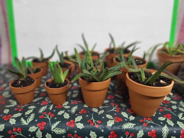 Soothing & Stylish Aloe Plant – A Natural Healer! - Image 3