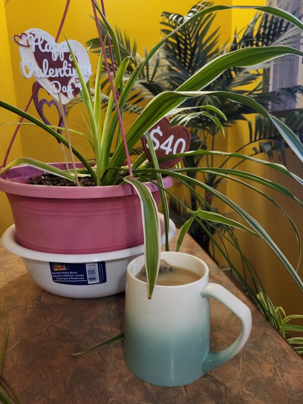 Lush & Air-Purifying Spider Plant – Easy-Care Greenery! - Image 4