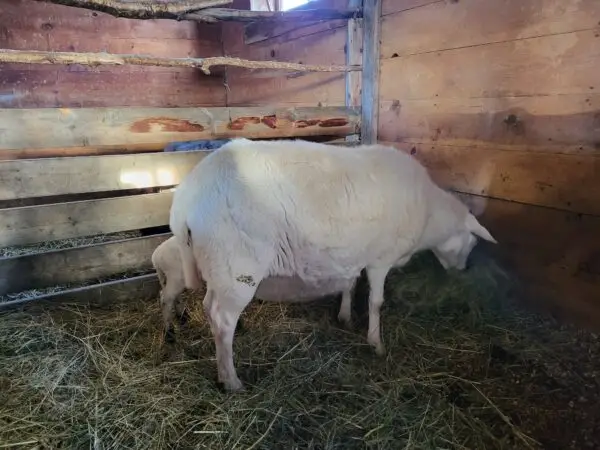 100% Grass-Fed Live Ewes — Raised Naturally on Our Farm - Image 2