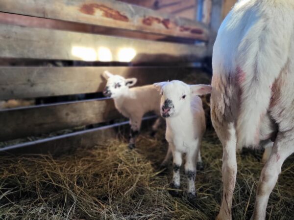 100% Grass-Fed Live Lambs — Raised Naturally on Our Farm - Image 3