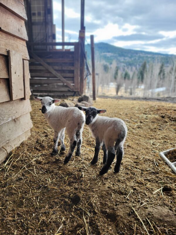 100% Grass-Fed Live Lambs — Raised Naturally on Our Farm - Image 4