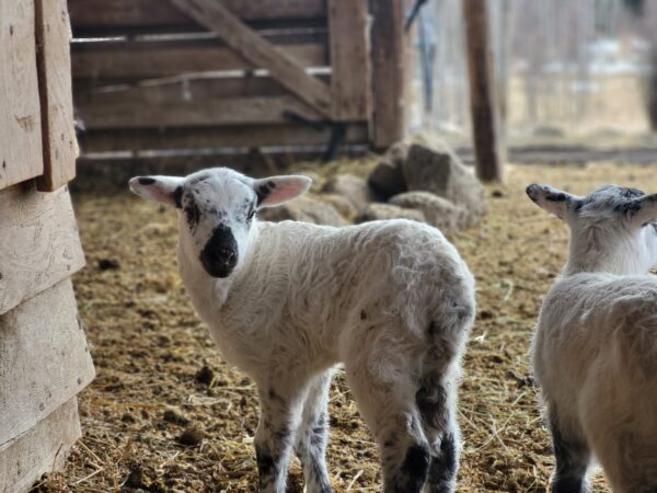 100% Grass-Fed Live Lambs — Raised Naturally on Our Farm - Image 5