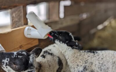 Petting Zoo – Featuring Sheep