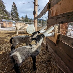100% Grass-Fed Live Lambs — Raised Naturally on Our Farm