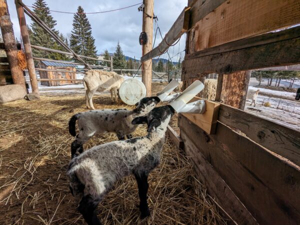 100% Grass-Fed Live Lambs — Raised Naturally on Our Farm
