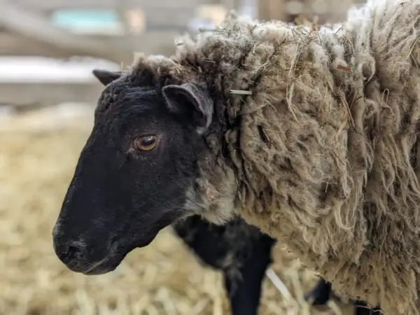 100% Grass-Fed Live Ewes — Raised Naturally on Our Farm - Image 3