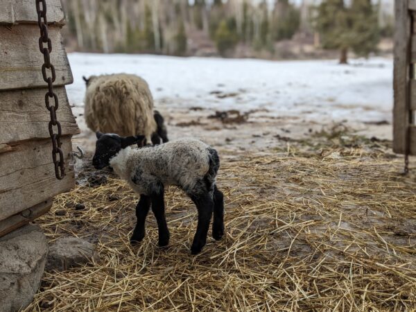 100% Grass-Fed Live Lambs — Raised Naturally on Our Farm - Image 6