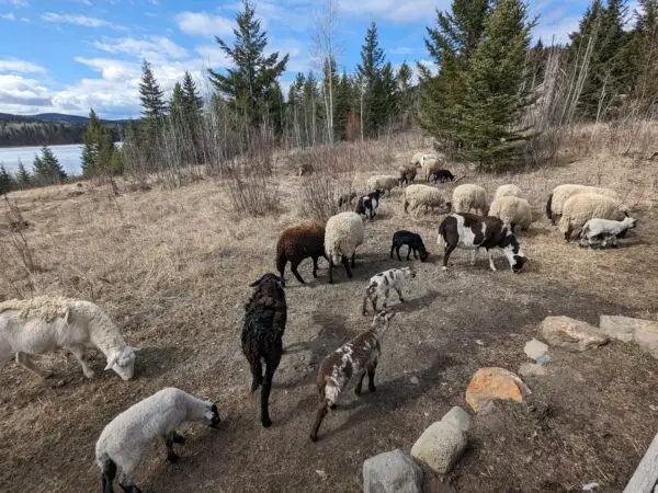 100% Grass-Fed Live Ewes — Raised Naturally on Our Farm - Image 4