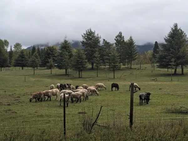 100% Grass-Fed Live Ewes — Raised Naturally on Our Farm - Image 5