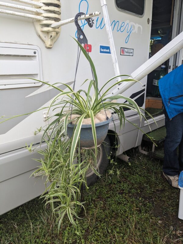 Lush & Air-Purifying Spider Plant – Easy-Care Greenery! - Image 5
